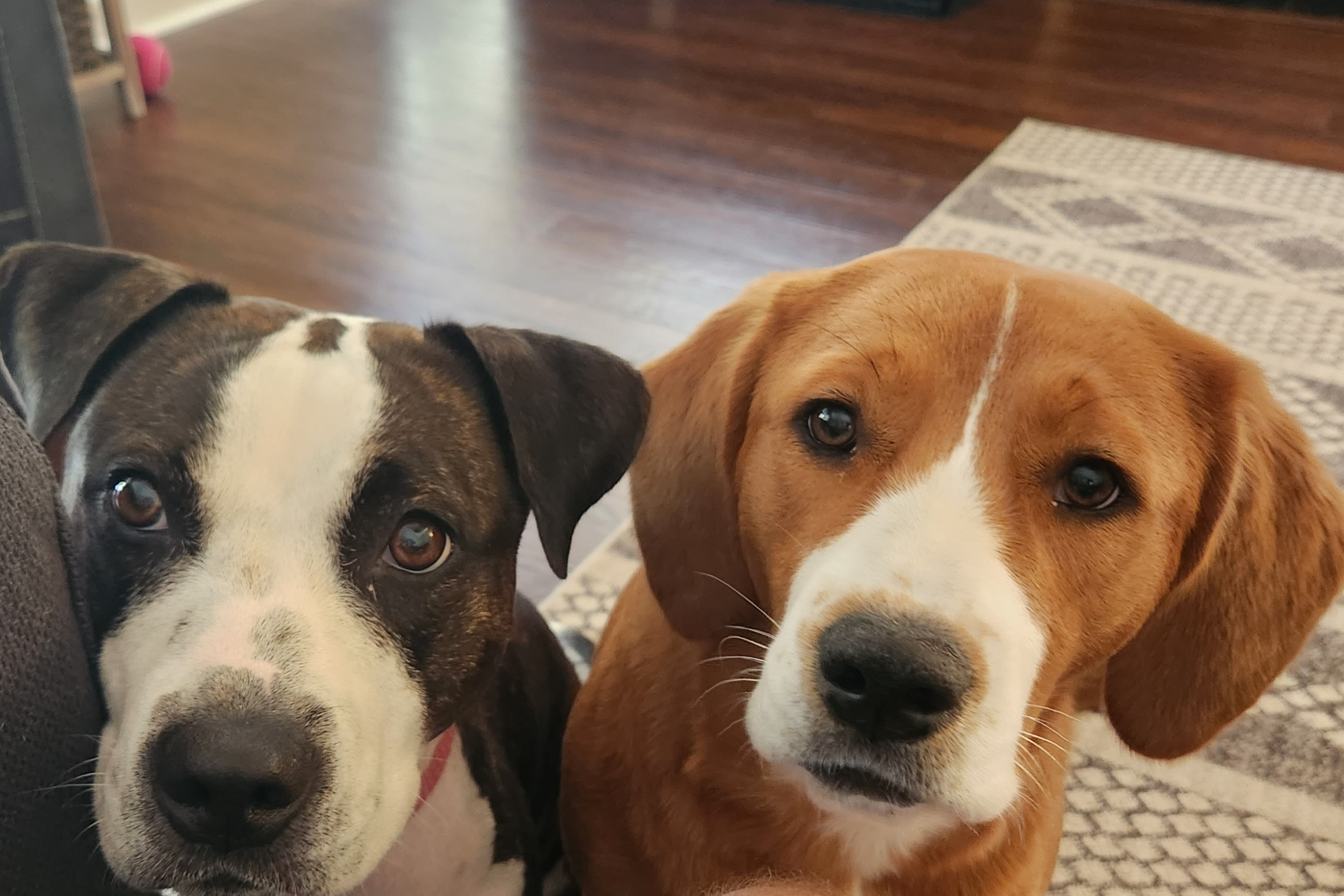 Katie's dogs are shown side by side indoors. One has a white face with black spots and ears, and the other has a white face with brown around its eyes and ears.